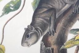1847 John Audubon Large Squirrel Etching ORIGINAL