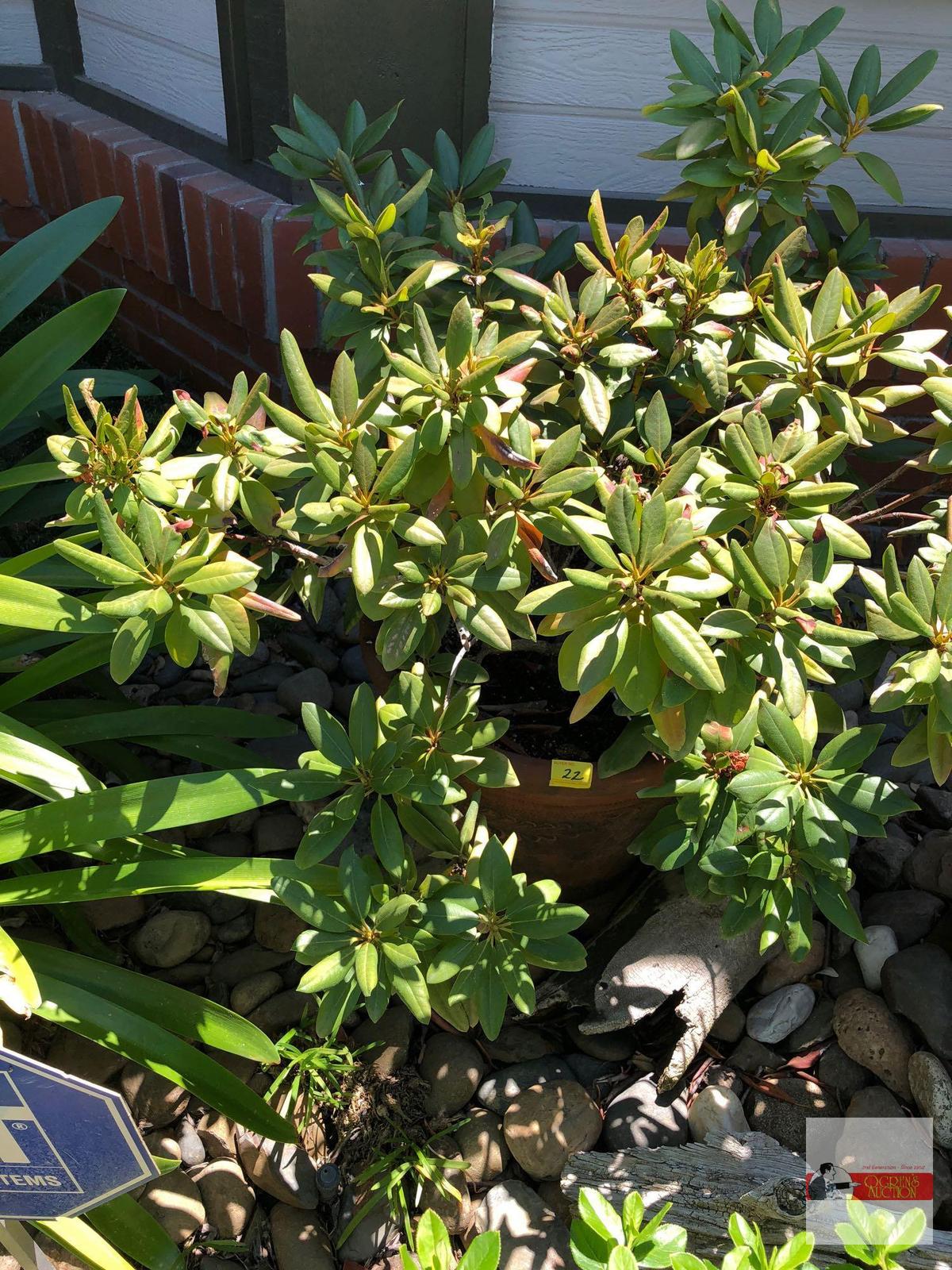 Yard & Garden - potted shrub, 15"hx20"w (36") pink Rhododendron