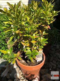 Yard & Garden - potted shrub 12"hx14"w (36") "Cunningham's White" Rhododendron