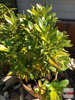 Yard & Garden - potted shrub 12"hx14"w (36") "Cunningham's White" Rhododendron