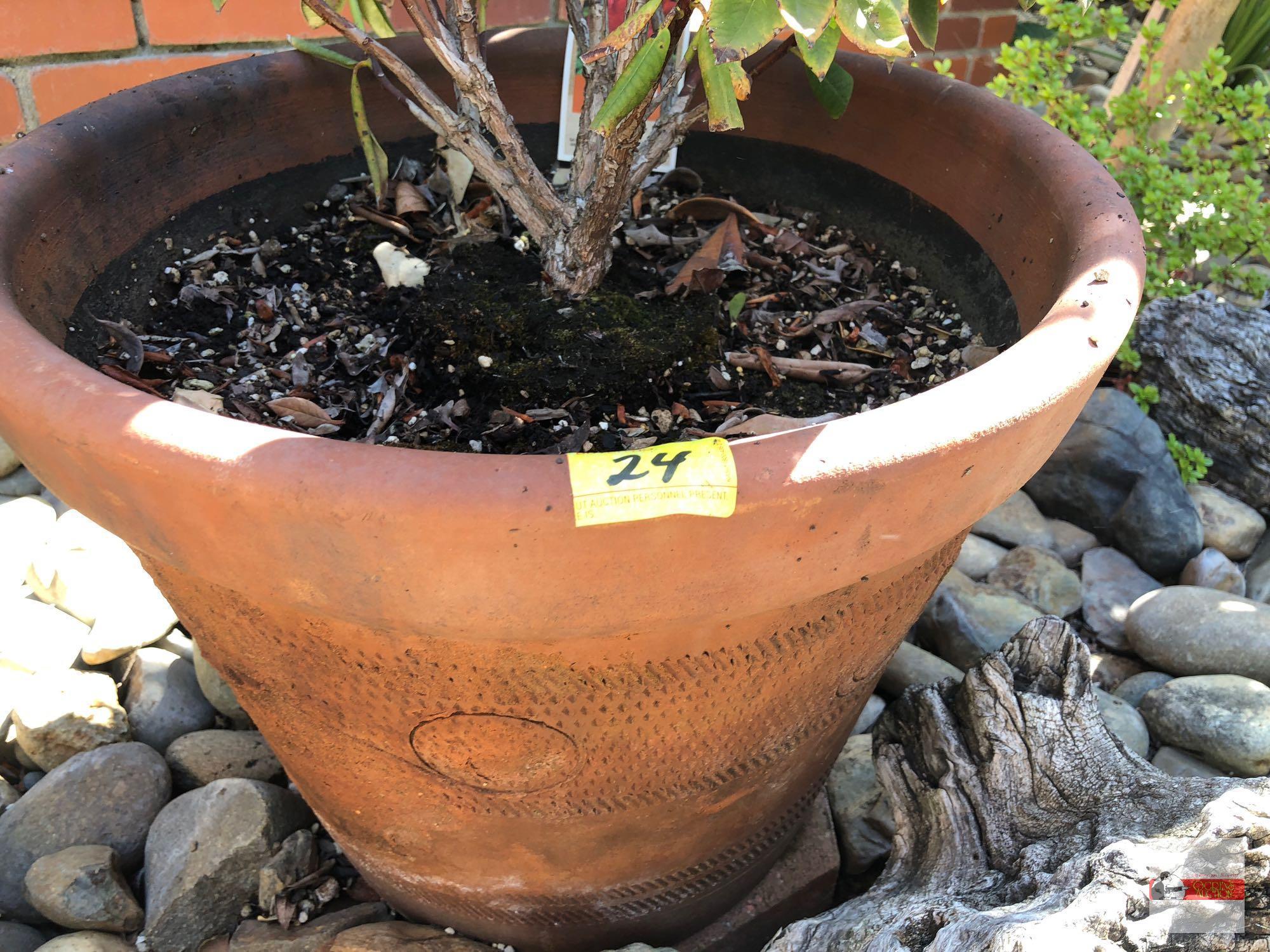 Yard & Garden - potted shrub 16"hx18"w (37") "Vulcan" Rhododendron