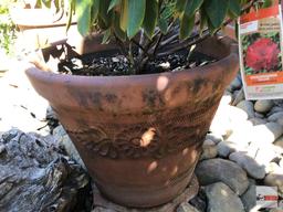 Yard & Garden - potted shrub 16"hx18"w (37") "Vulcan" Rhododendron