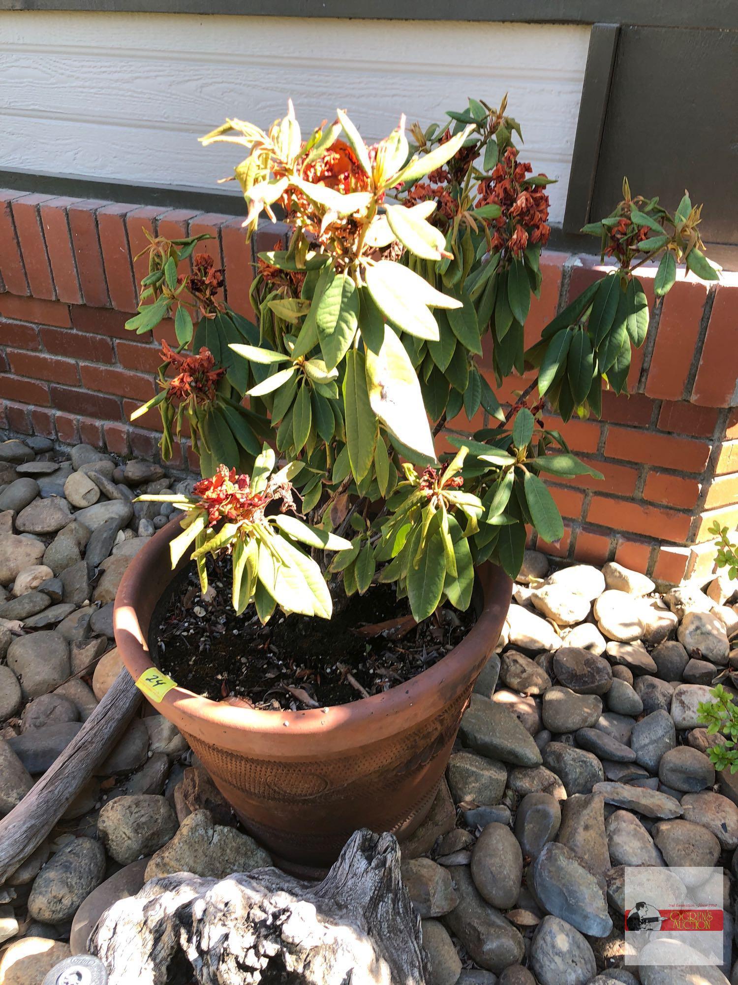 Yard & Garden - potted shrub 16"hx18"w (37") "Vulcan" Rhododendron