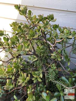 Yard & Garden - potted Jade plant tree 14"wx17"h pot, (45"h)