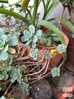 Yard & Garden - potted succulents 13"wx11"h pot, (17"h)