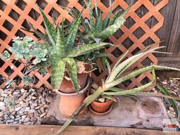 Yard & Garden - terra cotta planters w/aloe and succulents