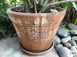 Yard & Garden - Lg. terra cotta planter pot with lg. jade tree plant