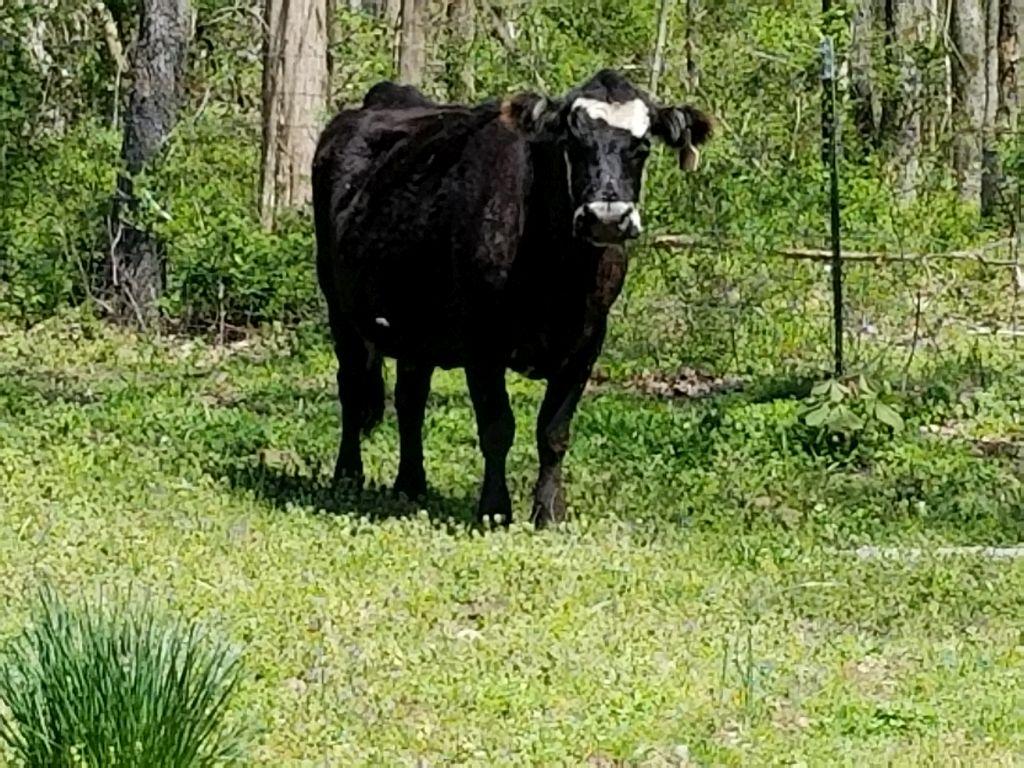 3 BRED COWS FOR ONE MONEY, 2 BWF 7 MONTHS BRED, 1 BLK WILL CALVE IN THE FAL