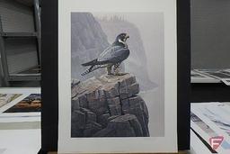 24inHx19inW print by Daniel Smith, Shoreline Sentinel-Peregrin Falcon 116/780,