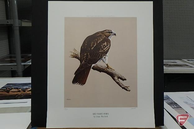 24inHx19inW print by Daniel Smith, Shoreline Sentinel-Peregrin Falcon 116/780,