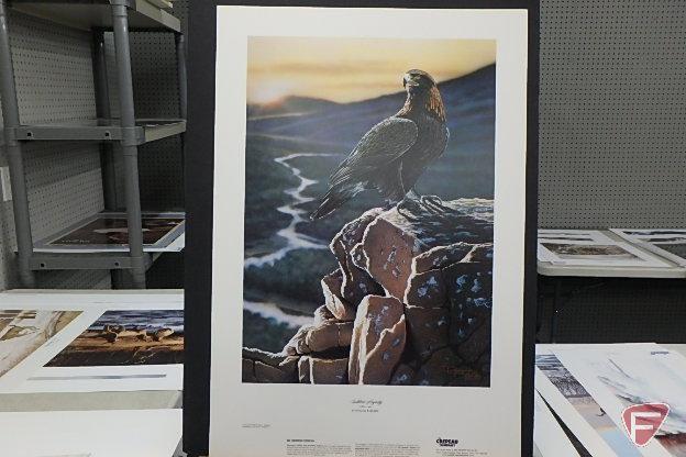 24inHx19inW print by Daniel Smith, Shoreline Sentinel-Peregrin Falcon 116/780,