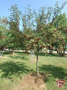 4" Red Splendor Flowering Crabapple Tree