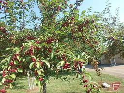 4" Red Splendor Flowering Crabapple Tree