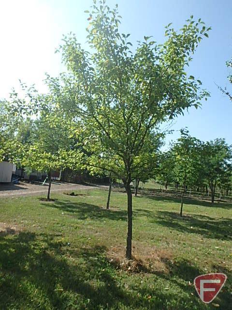 5" Hawthorn Tree