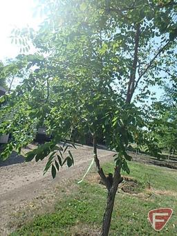 4.5" Kentucky Coffeetree Tree