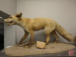 Taxidermy fox and raccoon, fox is approx 32" L x 15" H, raccoon is approx. 25" L x 12" H