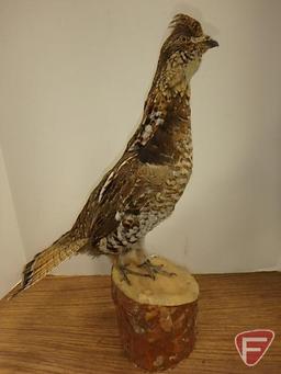 Taxidermy grouse, approx. 17.5" H