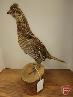 Taxidermy grouse, approx. 17.5" H