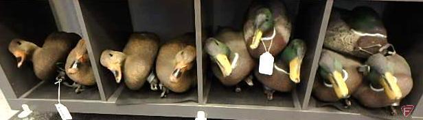 Duck decoys. Carry-Lite Sport-Plast, all ten