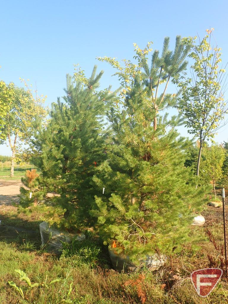 (2) Scotch Pine, 8 to 10'