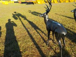 Life Size Aluminum Deer