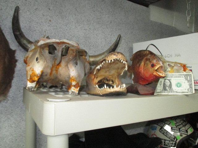 Piranha and Alligator Mounts and 2 Steer Skulls