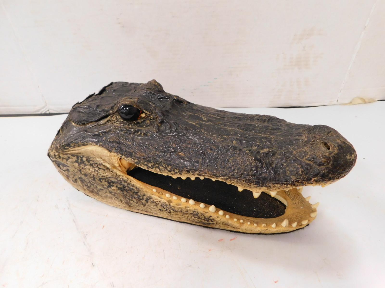 TAXIDERMY ALLIGATOR HEAD