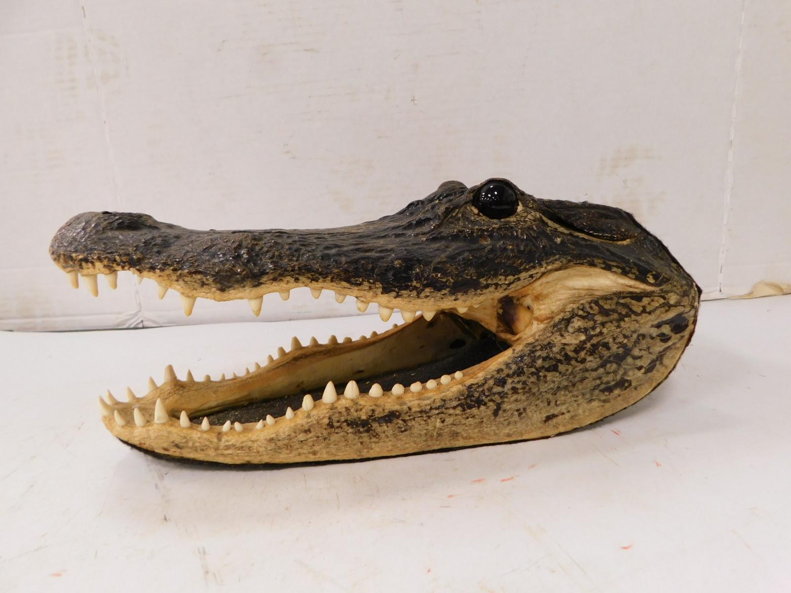 TAXIDERMY ALLIGATOR HEAD