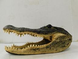 TAXIDERMY ALLIGATOR HEAD