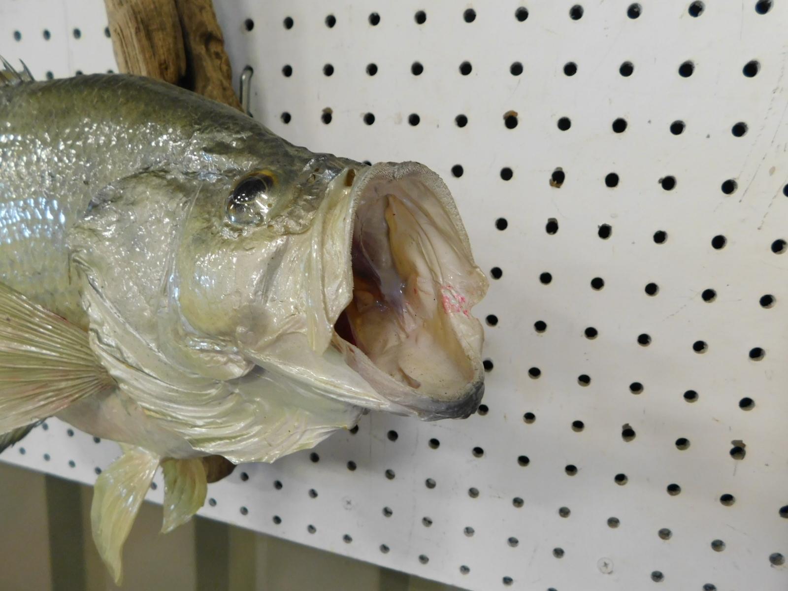 TAXIDERMY SMALLMOUTH BASS ON WALL MOUNT