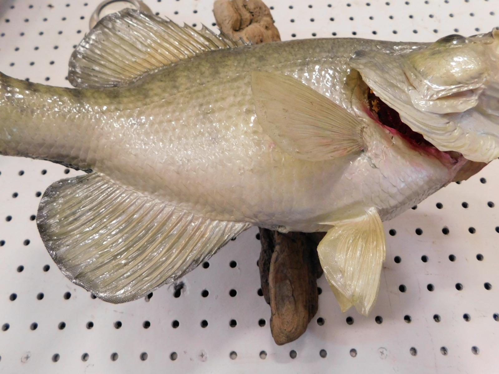 TAXIDERMY SMALLMOUTH BASS ON WALL MOUNT