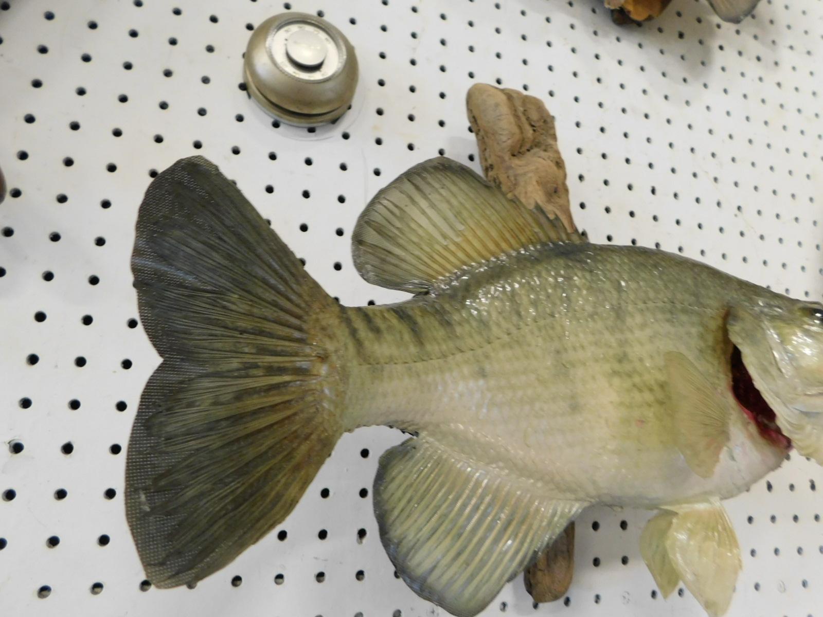 TAXIDERMY SMALLMOUTH BASS ON WALL MOUNT