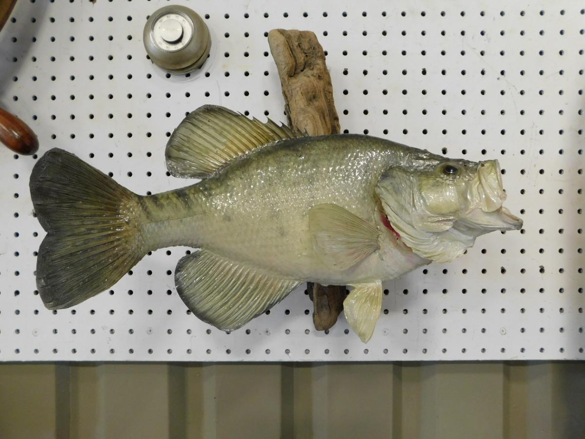 TAXIDERMY SMALLMOUTH BASS ON WALL MOUNT