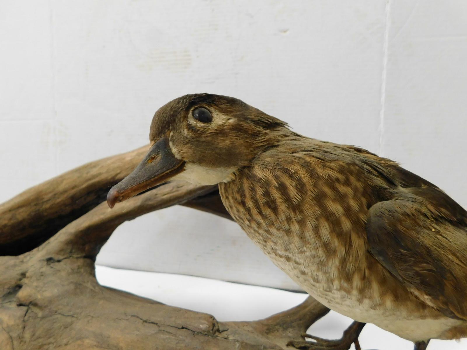 PR. TAXIDERMY WOOD DUCKS ON LOG