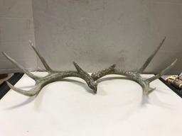 (2) SETS DEER ANTLER SHEDS