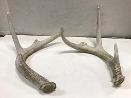 (2) SETS DEER ANTLER SHEDS