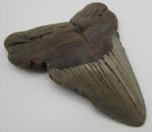 MEGALODON SHARK TOOTH 4 1/2"