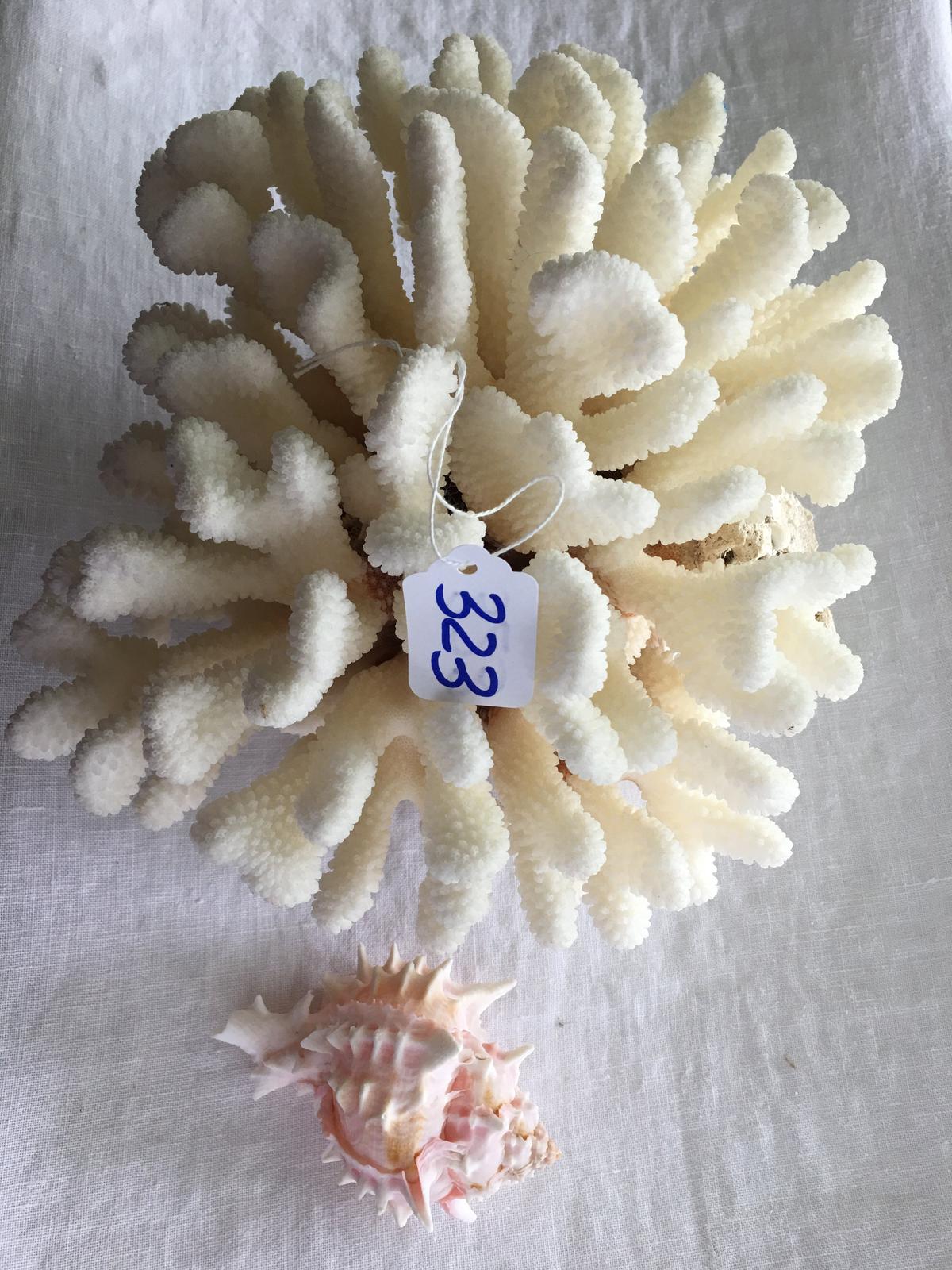 Large Pc. Of Coral Is 10" Wide x 8" Tall