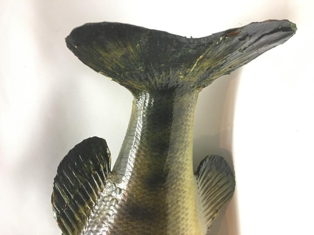 Fish Mount