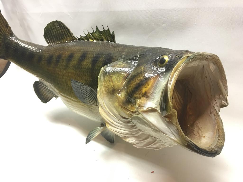 Bass Fish Mount