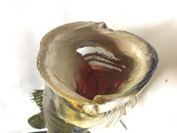 Bass Fish Mount