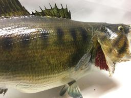 Bass Fish Mount