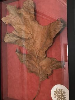 Framed Leaf In Shadow-Box Framed