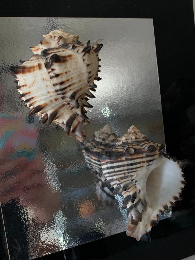 Shell Wall Art. Tip of Top Shell is Broken. This is 13." x 15"