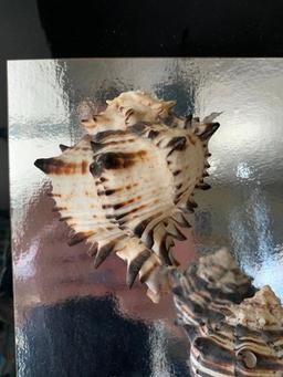 Shell Wall Art. Tip of Top Shell is Broken. This is 13." x 15"