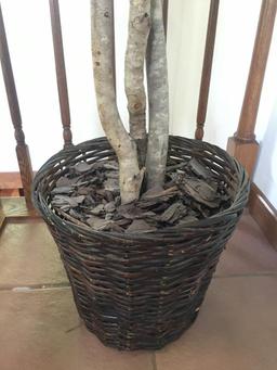 Forever Tree in Basket