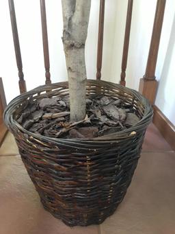 Forever Tree in Basket