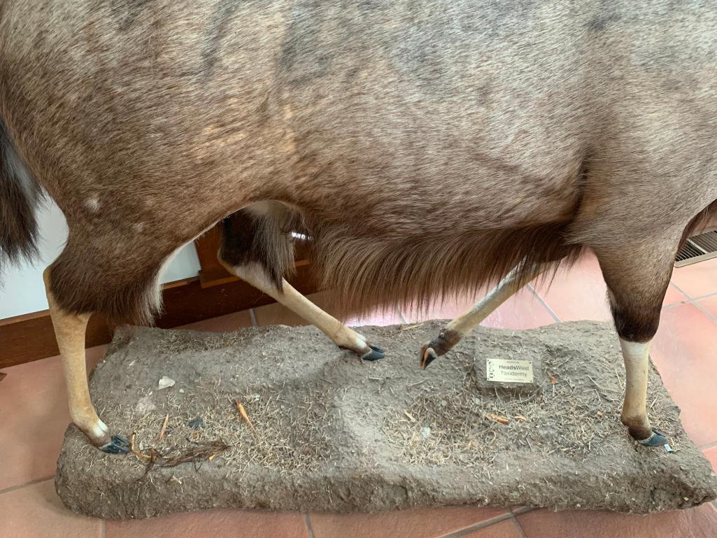 Nyala Sprial Horned Antelope