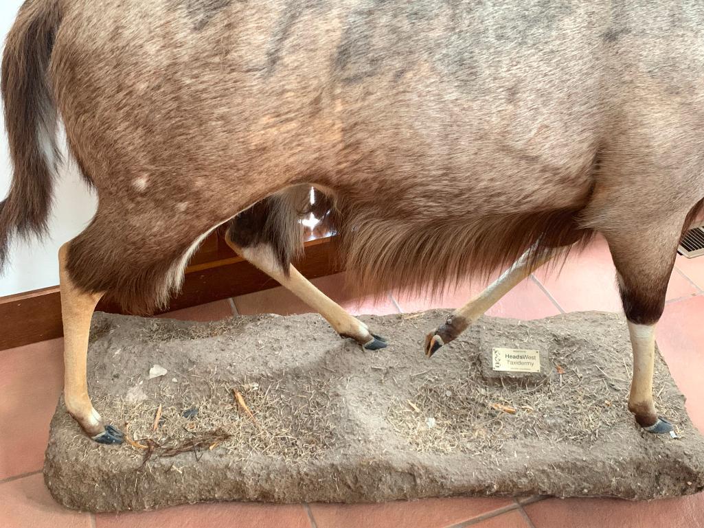 Nyala Sprial Horned Antelope