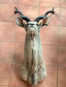 Greater Kudu